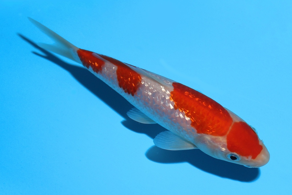 341067 16cm谷口G红白当才