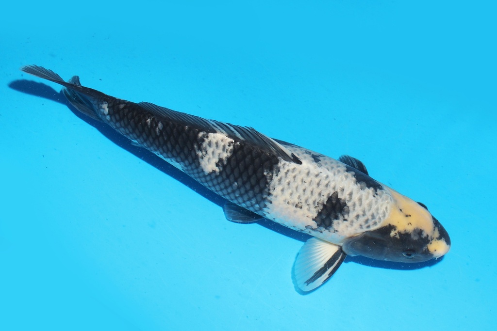 341071 51cm大塚影