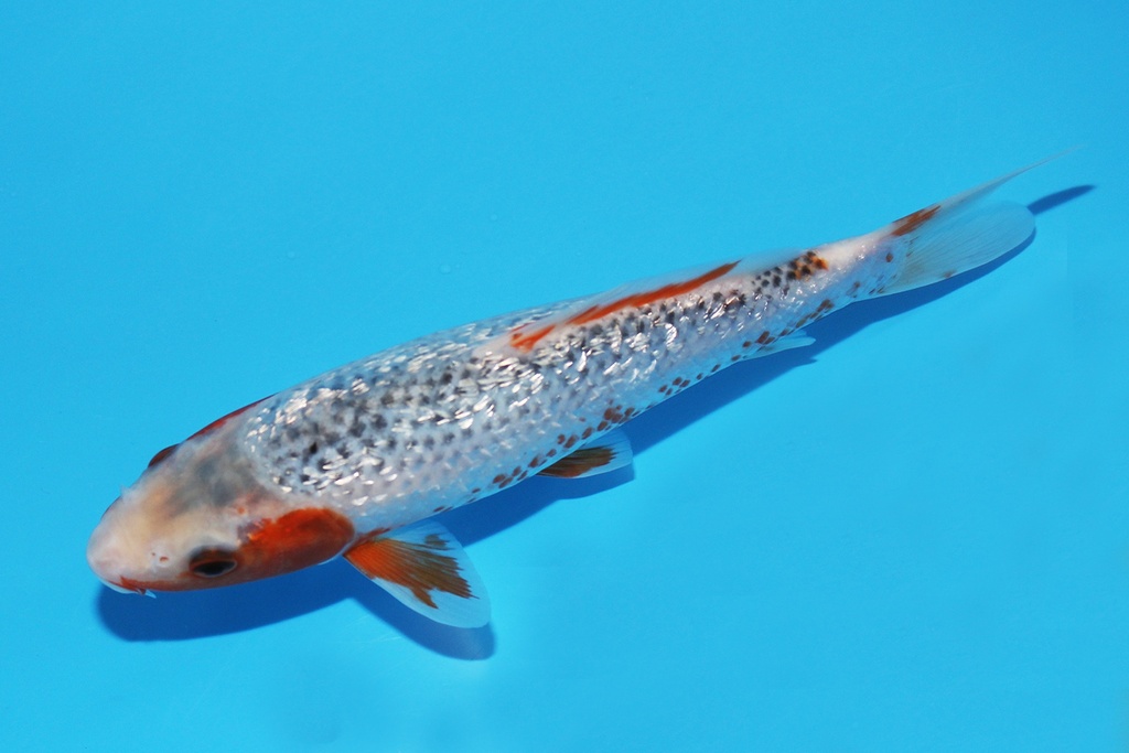 341083 22cm大家G浅黄当才