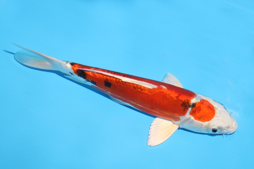 341084 21cm尾形大和锦