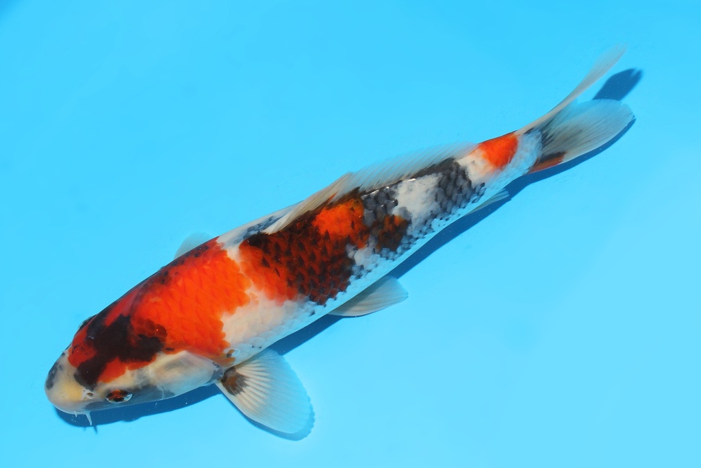 341091 31cm大日昭和