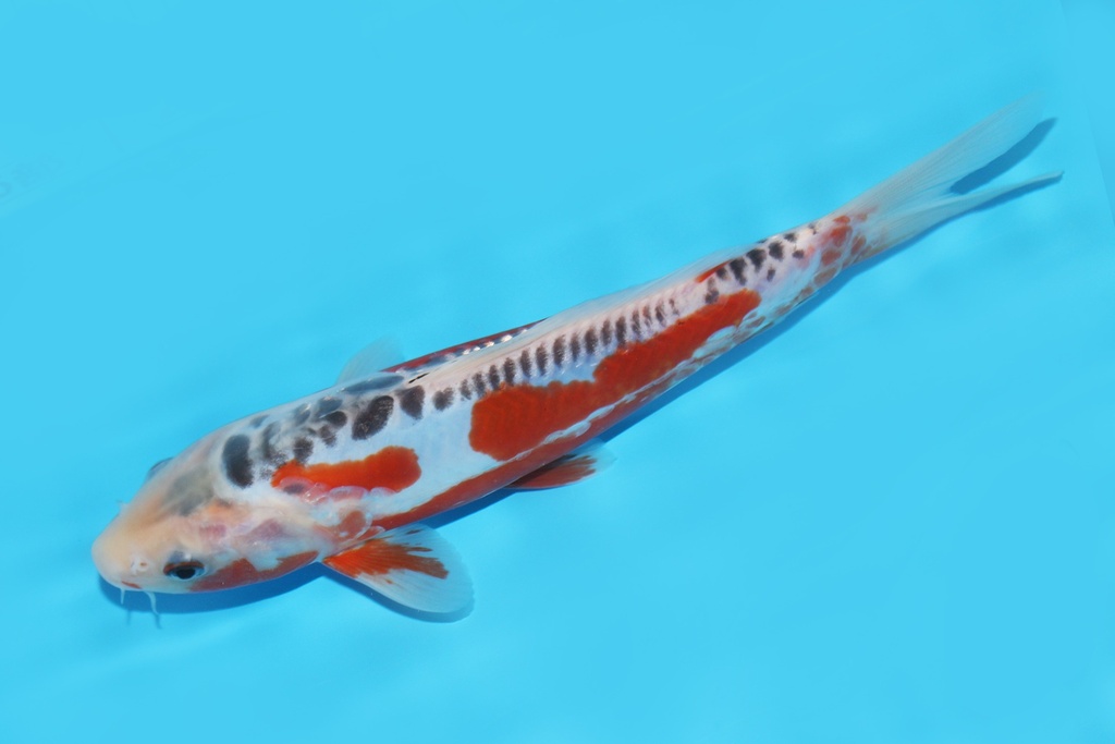 341094 22cm田中秋翠