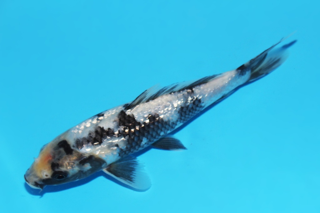 341096 21cm尾形G白写