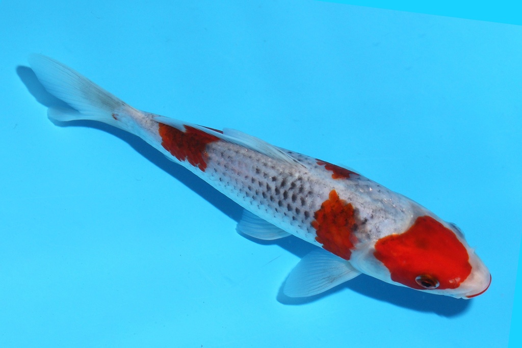 341098 18cm菅野五色