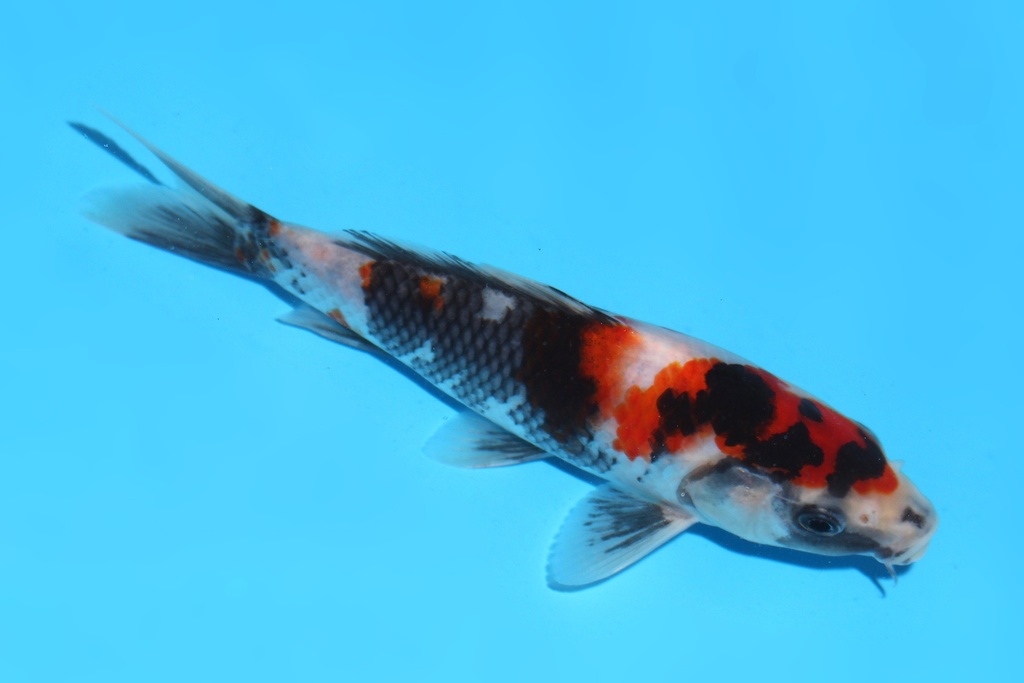 341099 17cm清十郎昭和