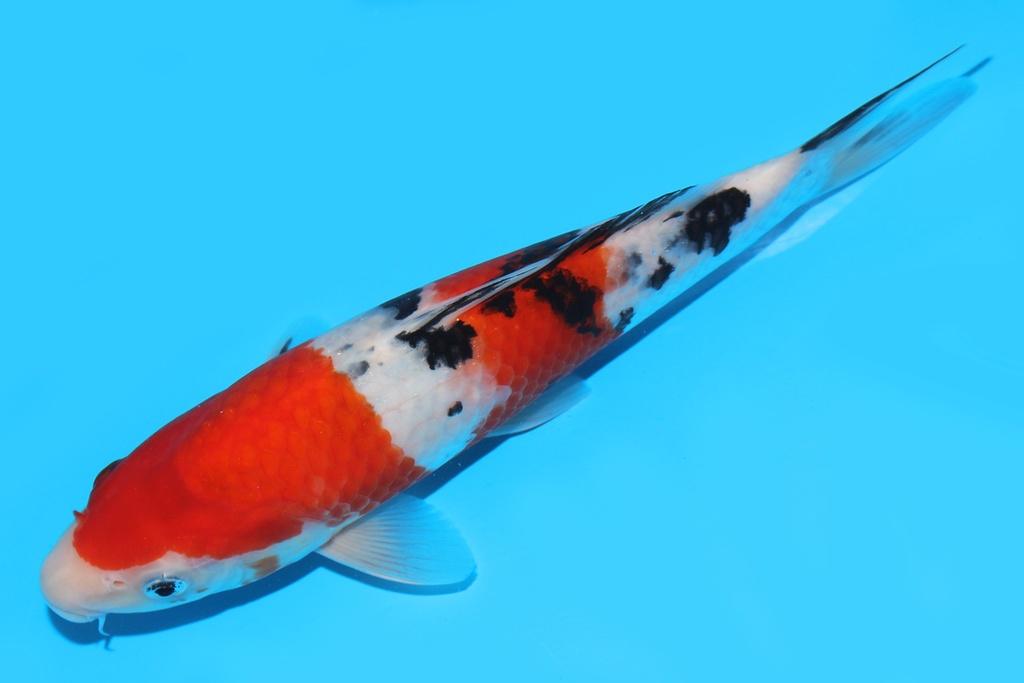 341081 25cm谷口大正当