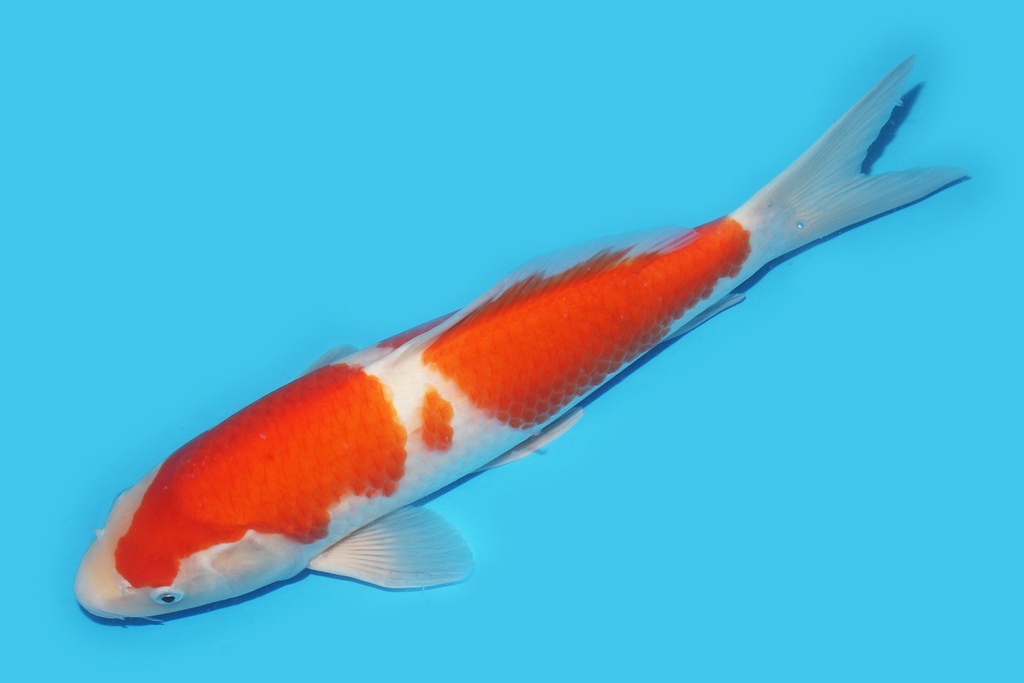 341077 39cm桃太郎