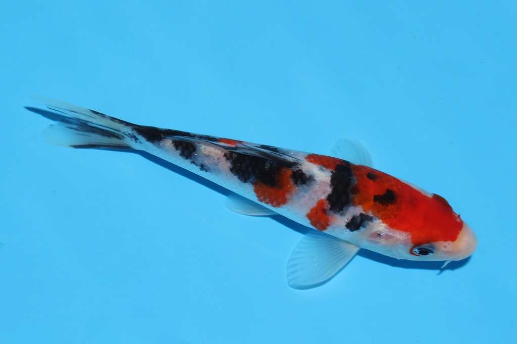 342077 14cm阪井红大正当