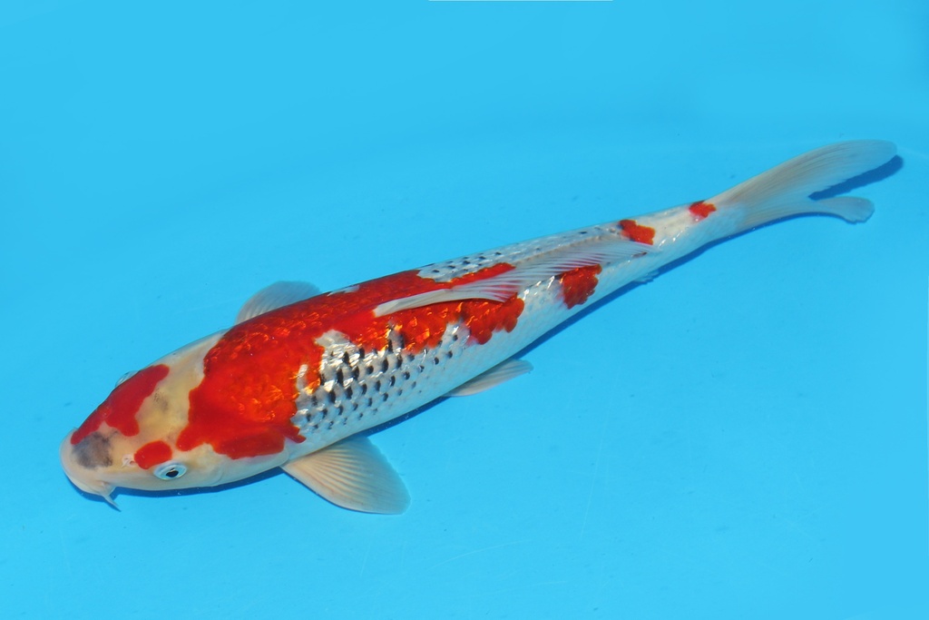 342093 38cm川上G五