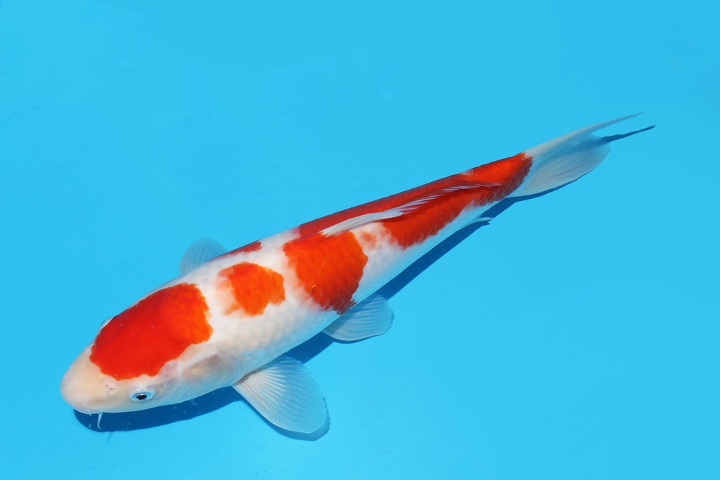 342095 34cm桃太郎红白大当才