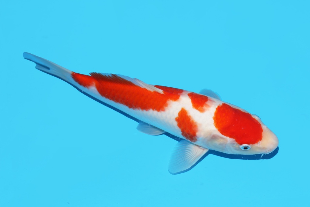 342095 34cm桃太郎红白大当