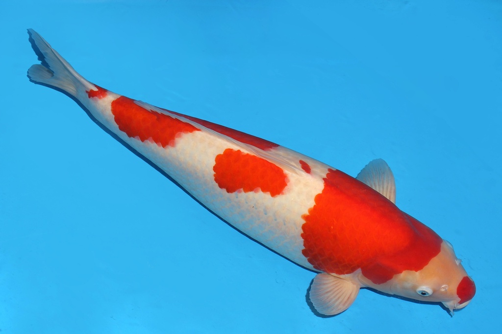 343005 73cm诚太郎红白明