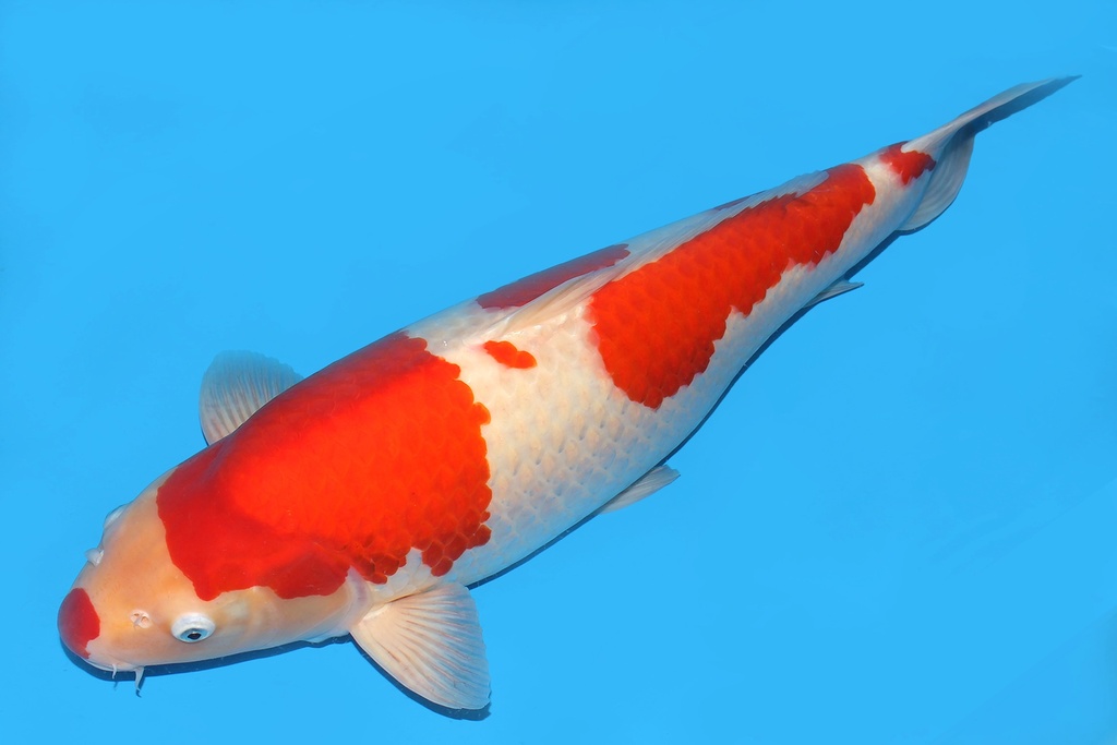 343005 73cm诚太郎红白