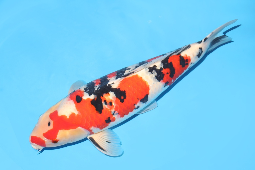 343007 66cm大川产大正