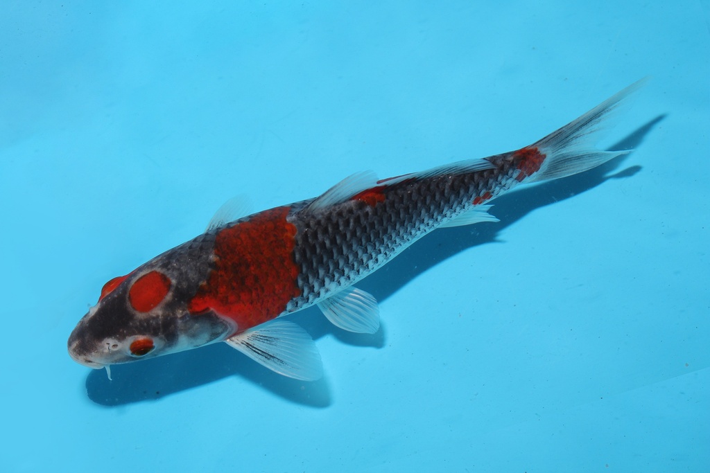 21cm菅野五色当才