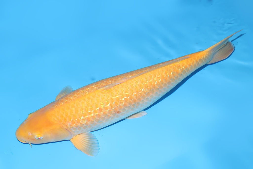 344013 68cm大日G介子三才母