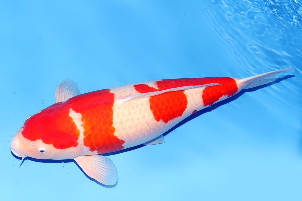 344003 72cm桃太郎红白四才母鱼G4c6000 真子红白  IMG_2159.JPG