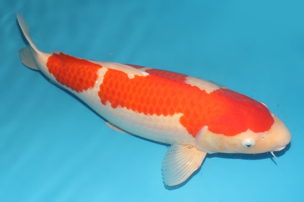 345001 69cm桃太郎红白三才母鱼G5c2500 松红白  IMG_5855.JPG