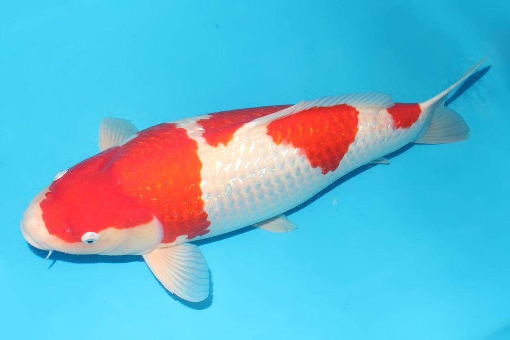 345008 68cm细海G红白四才 母鱼G6c5500 有原装证书  IMG_5747.JPG