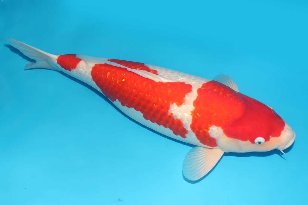 345008 68cm细海G红白四才 母鱼G6c5500 有原装证书  IMG_5742.JPG
