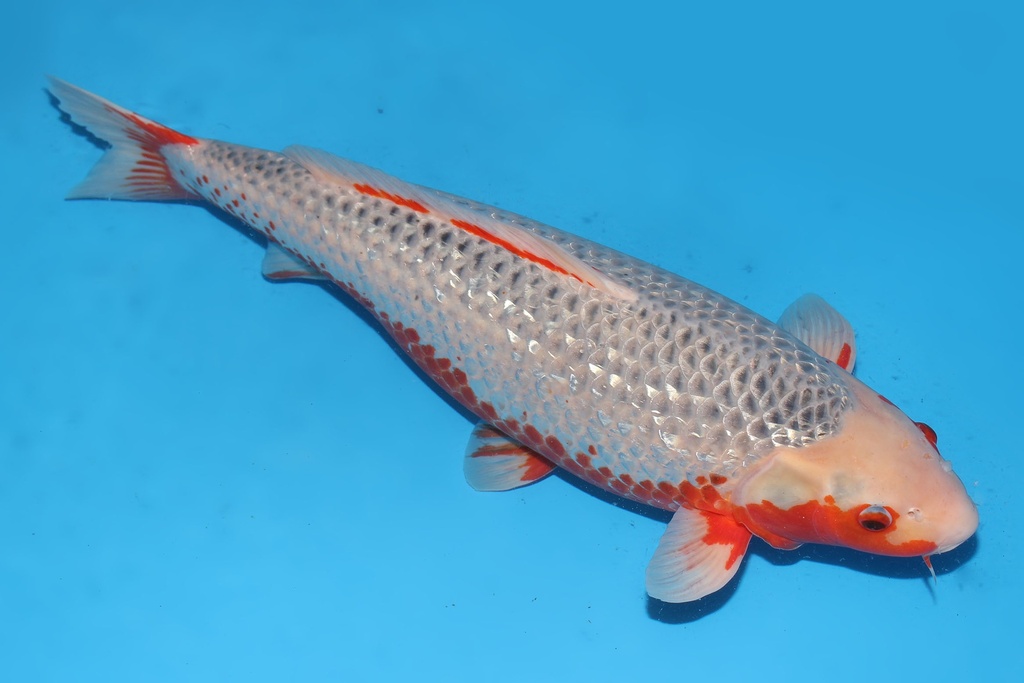 345009 68cm田中G浅黄五才母鱼G6c3500 IMG_5775.JPG