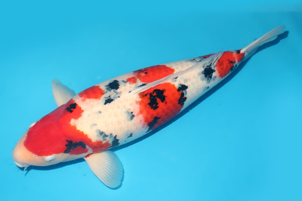 345013 60cm尾形大正三才母鱼G6c5000 23.11尾形即卖会 IMG_5720.JPG