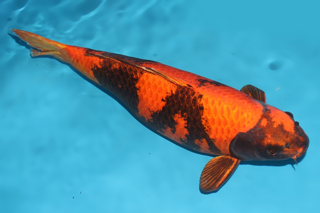 345016 69cm诚太郎金黄写四才母鱼G6c4000 IMG_5651 .JPG