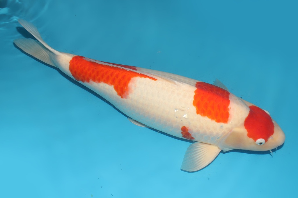 345017 69cm大日红白三才母鱼G5 c2500 IMG_5838.JPG