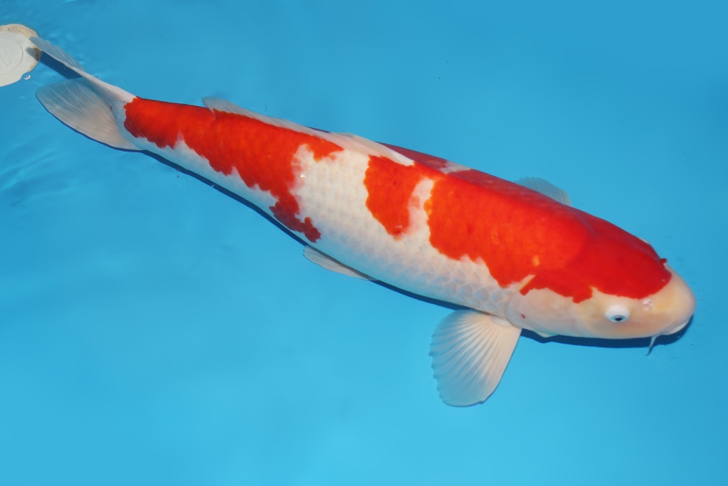 345018 71cm桃太郎红白三才母鱼C4c2000 真子红白 IMG_6025.JPG