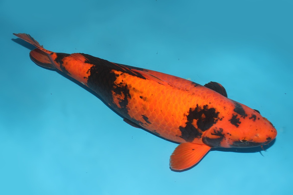 345020 69cm诚太郎绯写四才母鱼G6c4000 IMG_5660.JPG