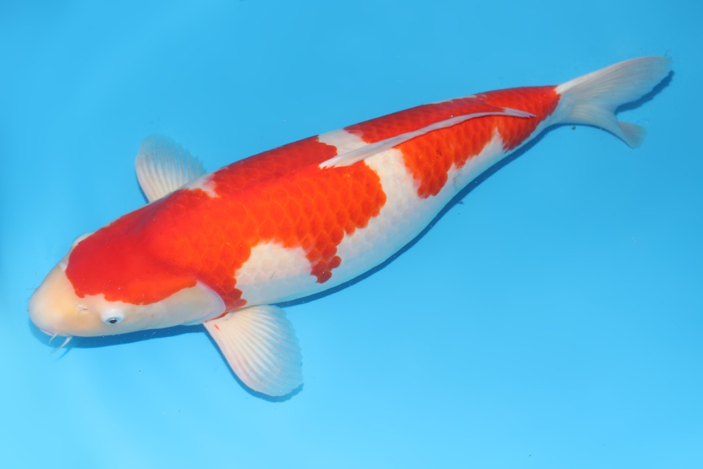 345022 66cm桃太郎红白四才母鱼H4C3000 IMG_4761.JPG