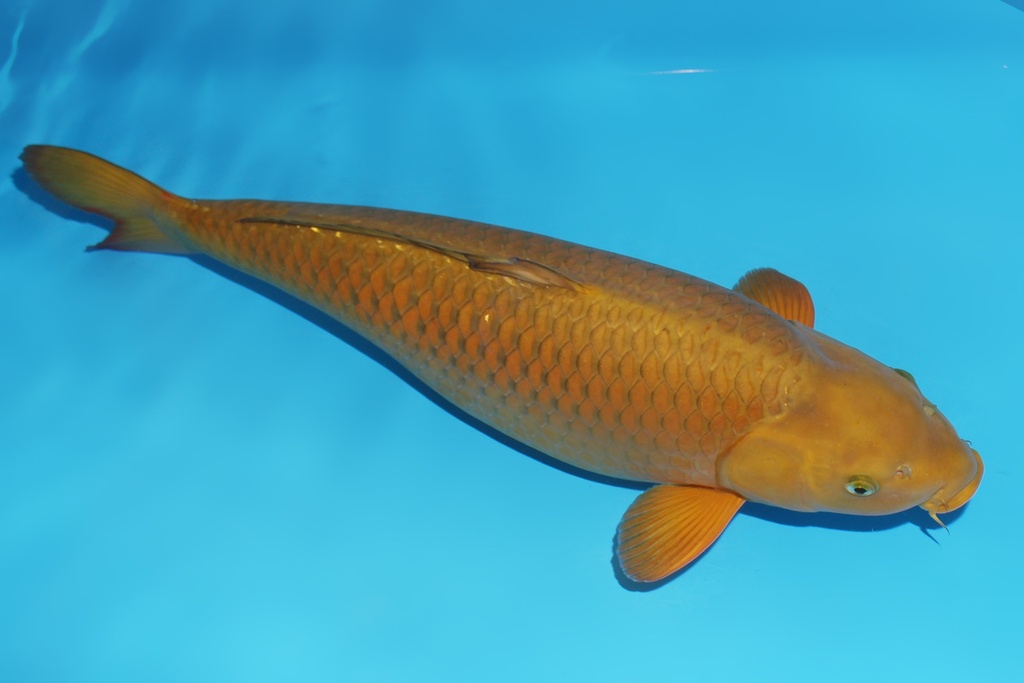 345023 67cm诚太郎茶鲤三才母鱼花园池c1300 IMG_6239.JPG