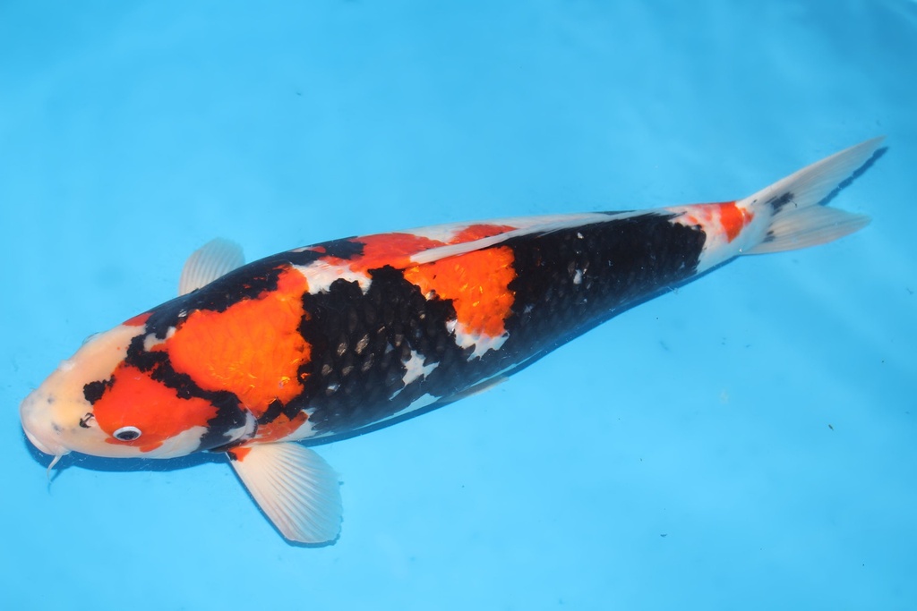 345024 66cm大日G昭四才母鱼H4c3000 IMG_4662.JPG