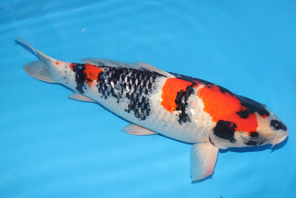 345025 66cm阪井G昭和四才母鱼H4c1000 IMG_4658.JPG