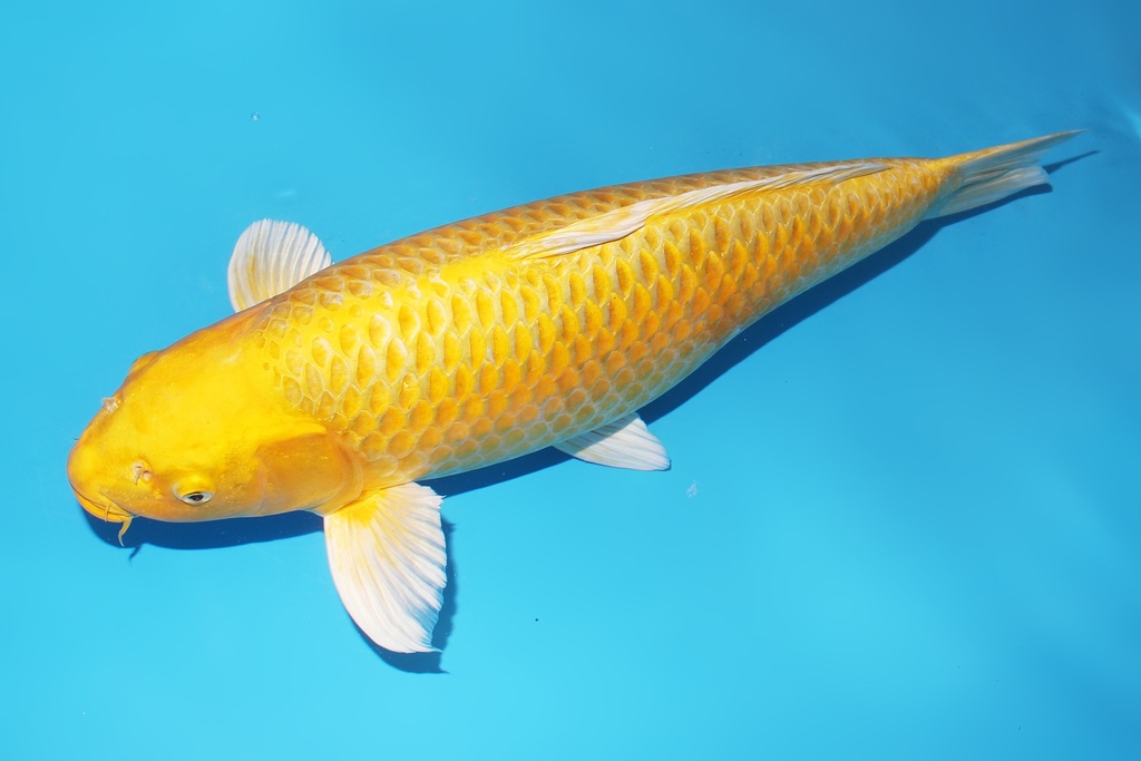 345027 62cm大日黄金三才母鱼花园池c1600 IMG_6252.JPG