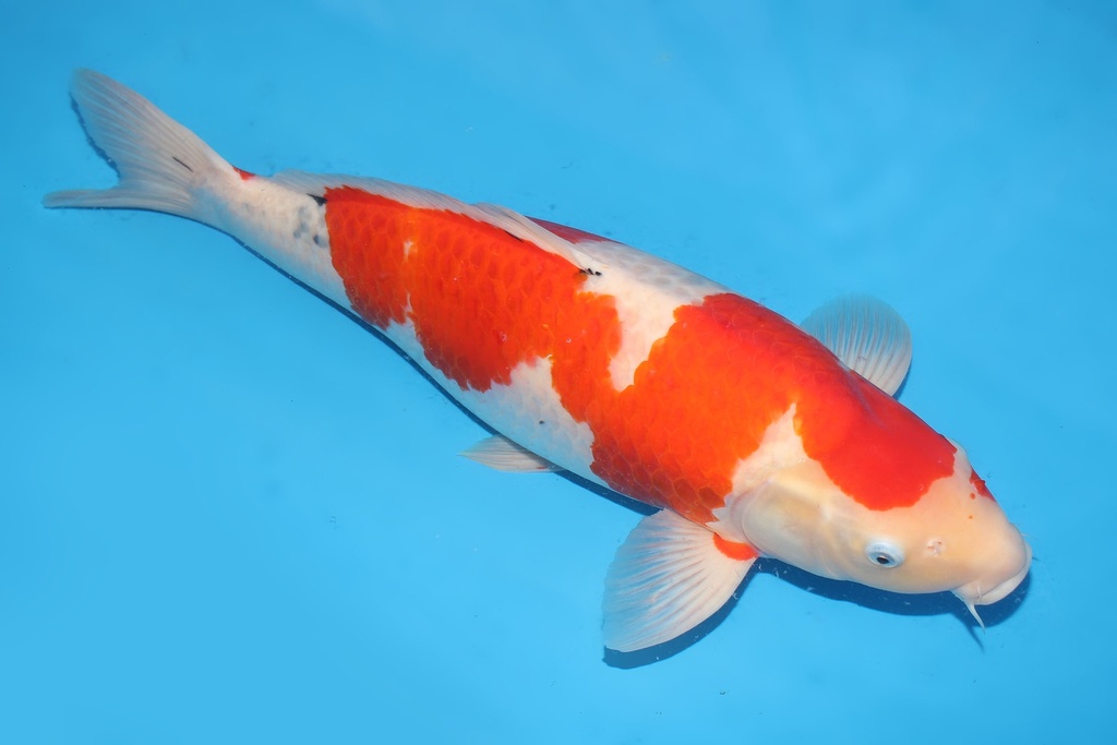 345037 65cm桃太郎大正四才母鱼H4c2000 美国之梦 IMG_4701.JPG