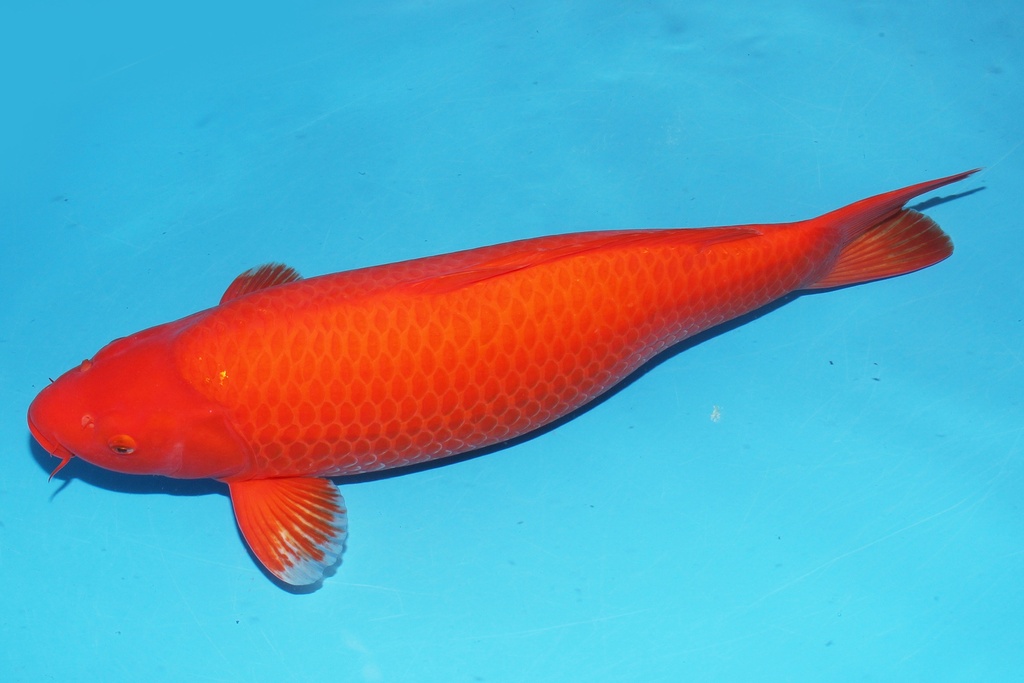 345041 60cm诚太郎火鲤三才母鱼花园池C1300 IMG_6263.JPG