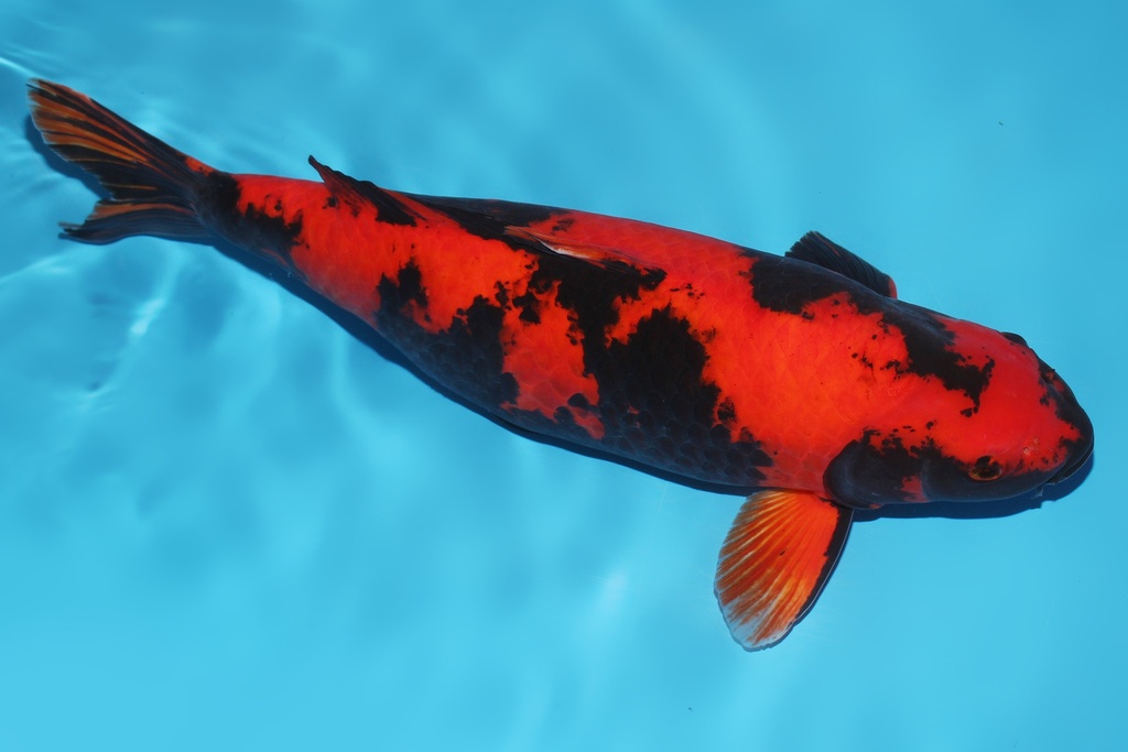 345042 59cm篠田绯写三才母鱼c4c1500 IMG_5984.JPG