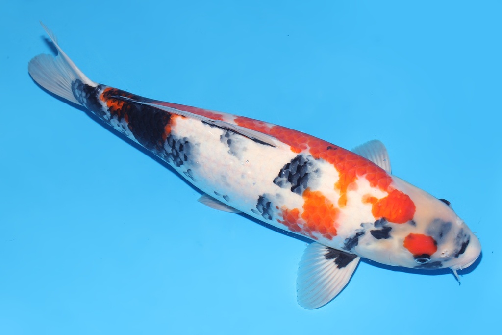 345043 54cm大日昭和母鱼C6c1300 IMG_2870.JPG