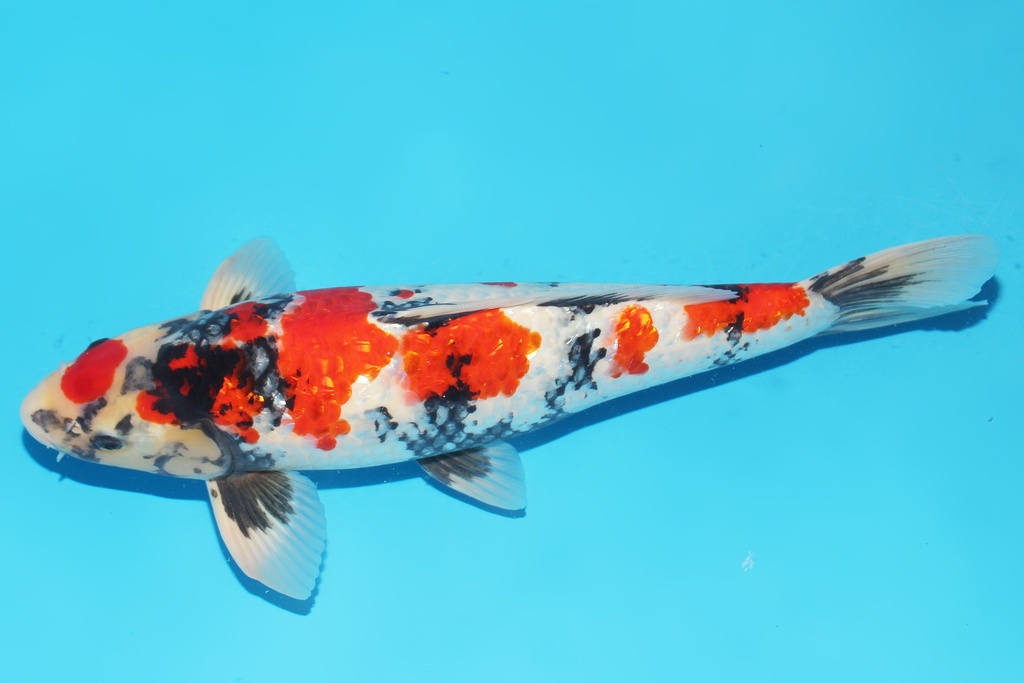 345046 50cm 带星小西G昭和三才公鱼H5c3100 成田入手 IMG_6323.JPG