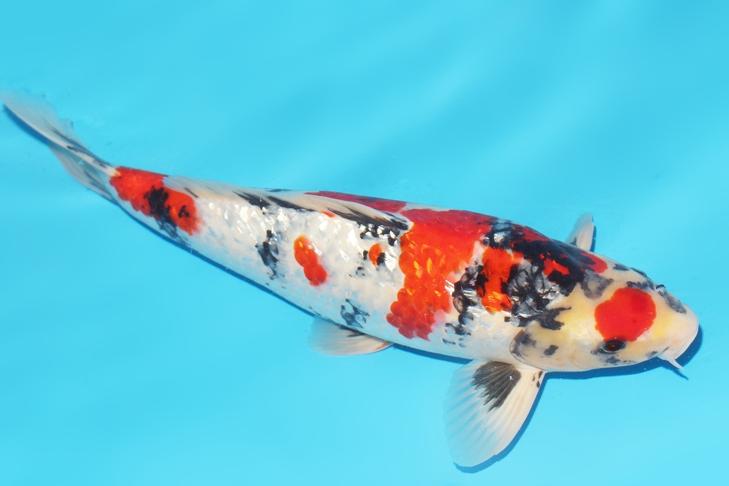 345046 50cm 带星小西G昭和三才公鱼H5c3100 成田入手 IMG_6318.JPG