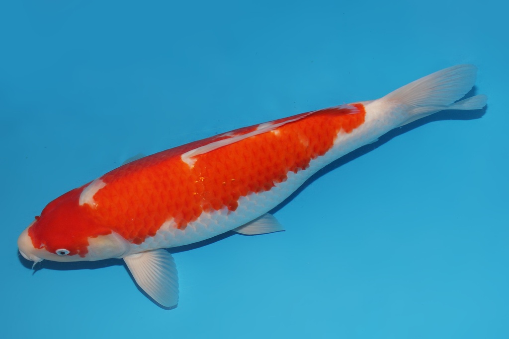 345049 51cm桃太郎红白二才母鱼A6c1000  大日X.JrIMG_6058.JPG