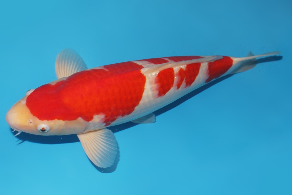 345051 带星51cm桃太郎红白二才公鱼A6 c1000 大日XJr. IMG_6075 2.JPG