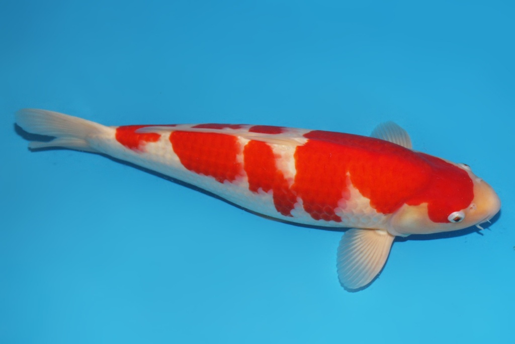 345051 带星51cm桃太郎红白二才公鱼A6 c1000 大日XJr. IMG_6075 1.JPG