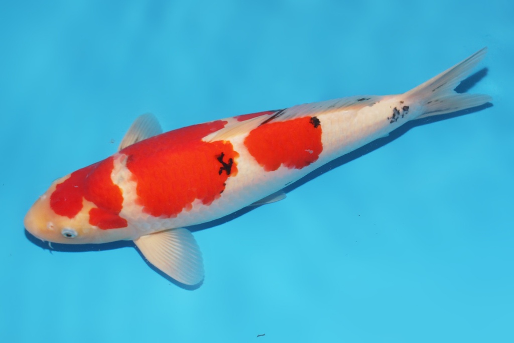 345052 50cm桃太郎大二才公鱼A6c500 IMG_6158.JPG