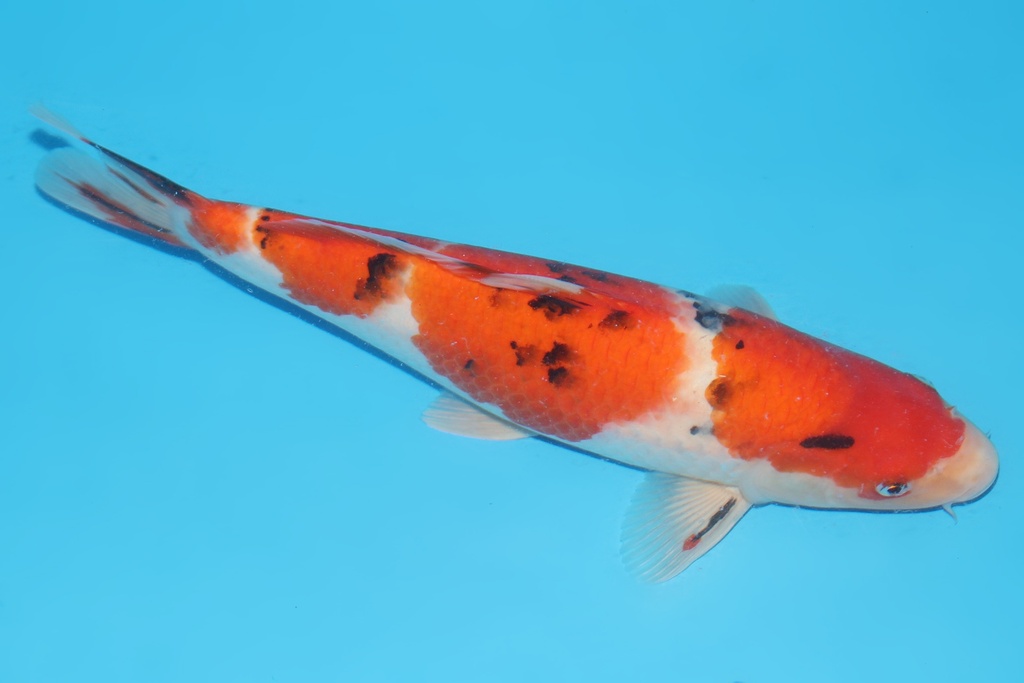 345058 37cm桃太郎大正二才母鱼A8c1000 2023.12AC#106 菠萝皇后IMG_6483.JPG