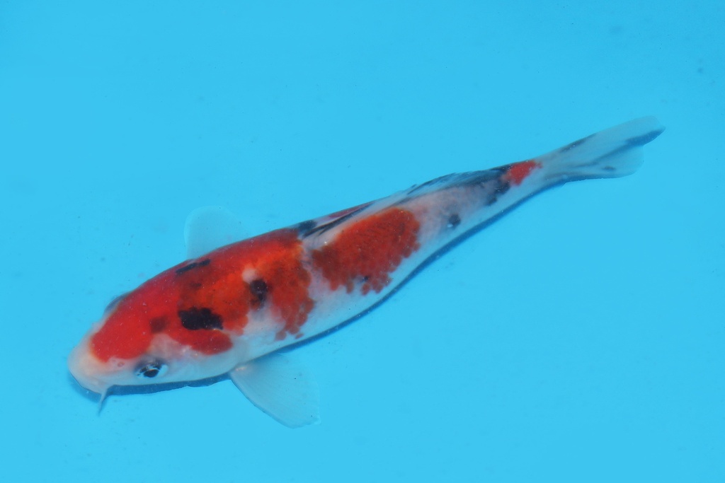 345063 13cm阪井大正当才公母不明中2c220 IMG_7090.JPG