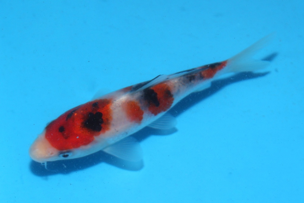 345064 12cm阪井大正当才公母不明中2c220 IMG_7080.JPG