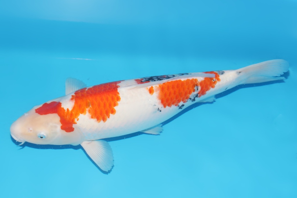 345066 51cm桃太郎大正二才母鱼A8c1000 IMG_6415 IMG_6420.JPG