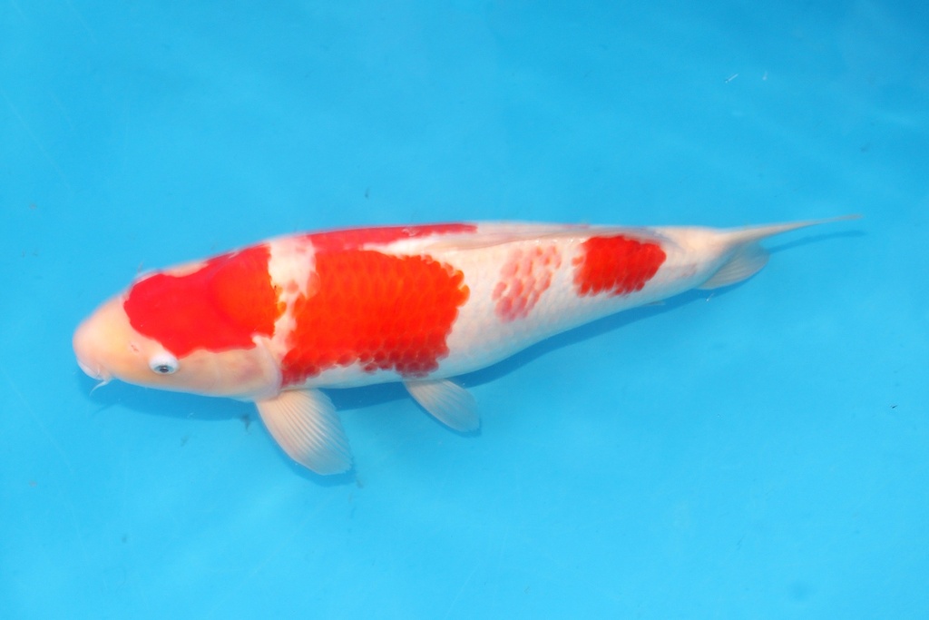 345067 51cm阪井红白三才母鱼D3c2700 爱的狂风2  IMG_5201.JPG